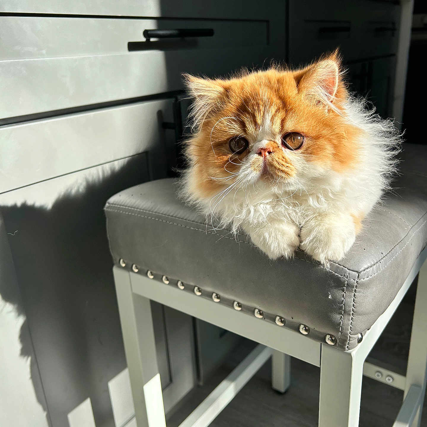 Griswald is registered to the contest to win money with this photo: abyssinian, angora, animal, barstool, cat, chair, desk, drawer, filingcabinet, furniture, hardwood, indoors, interiordesign, kitten, manx, pet, stainedwood, table, wood