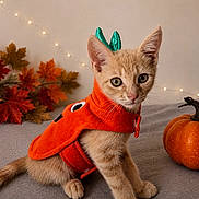 Jamjali joined the competition — help win amazing prizes! kitten, cat, orange_cat, pet, animal, halloween, costume, pumpkin, autumn, fall_leaves, indoor, cozy, portrait, sitting, green_horns, orange, whiskers, ears, fairy_lights, decorations