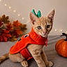 kitten, cat, orange_cat, pet, animal, halloween, costume, pumpkin, autumn, fall_leaves, indoor, cozy, portrait, sitting, green_horns, orange, whiskers, ears, fairy_lights, decorations