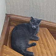 Ariel a rejoint le concours — aidez-le/la à gagner de superbes lots ! cat, gray_cat, stairs, wood, indoor, pet, animal, corner, relaxed, feline, wooden_stairs, wall, floor, domestic_cat, looking, resting, calm, curious, texture, home
