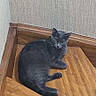 cat, gray_cat, stairs, wood, indoor, pet, animal, corner, relaxed, feline, wooden_stairs, wall, floor, domestic_cat, looking, resting, calm, curious, texture, home