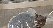 Ariel participe au concours pour gagner de l'argent avec cette photo : cat, gray_cat, plastic_bag, indoor, floor, stone_wall, curious, yellow_eyes, animal, pet, playful, mischievous, transparent, bag, texture, background, home, domestic, feline, peeking