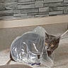 cat, gray_cat, plastic_bag, indoor, floor, stone_wall, curious, yellow_eyes, animal, pet, playful, mischievous, transparent, bag, texture, background, home, domestic, feline, peeking