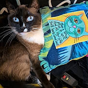 Mooshu is registered to the contest to win money with this photo: blanket, blue_eyes, cat, closeup, colorful, cozy, domestic_animal, fabric, feline, fur, handwritten_message, indoor, pet, portrait, power_strip, relaxed, siamese_cat, whimsical_art, whiskers, yellow_surface