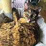 cat, tortoiseshell_cat, pet, animal, feline, tongue_out, cozy, cat_bed, scratching_post, indoor, fur, whiskers, ears, green_eyes, relaxed, cute, playful, home, soft_texture, resting