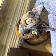 Freya joined the competition — help win amazing prizes! cat, tortoiseshell, pet, animal, whiskers, green_eyes, fur, indoor, cozy, curious, looking_up, cat_tree, soft_light, close_up, portrait, feline, ears, window_light, domestic_cat, cute