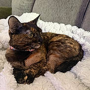 Freya joined the competition — help win amazing prizes! cat, tortoiseshell_cat, pet, feline, animal, indoor, blanket, couch, furniture, cozy, resting, relaxed, fur, collar, side_view, domestic_animal, cute, whiskers, warm, soft