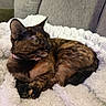 cat, tortoiseshell_cat, pet, feline, animal, indoor, blanket, couch, furniture, cozy, resting, relaxed, fur, collar, side_view, domestic_animal, cute, whiskers, warm, soft