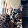 cat, tortoiseshell, green_eyes, close_up, indoor, window, curtain, furniture, soft_light, portrait, relaxed, pet, animal, whiskers, fur, collar, domestic_cat, resting, cozy, natural_light