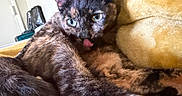 Freya is registered to the contest to win money with this photo: cat, tortoiseshell, pet, animal, feline, tongue_out, close_up, fur, whiskers, ears, eyes, resting, blanket, yellow, cozy, indoor, soft, cute, comfortable, relaxed