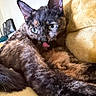 cat, tortoiseshell, pet, animal, feline, tongue_out, close_up, fur, whiskers, ears, eyes, resting, blanket, yellow, cozy, indoor, soft, cute, comfortable, relaxed