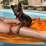 Youki participe au concours pour gagner de l'argent avec cette photo : animal, chair, dog, float, garden, human, legs, leisure, outdoor, pet, playing, pool, relaxing, summer, sunlight, sunny, swimming_pool, tongue_out, vacation, water