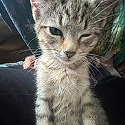 Bonjour joined the competition — help win amazing prizes! cat, kitten, tabby, animal, pet, feline, portrait, close_up, winking, sleepy, face, whiskers, ears, fur, striped, sitting, indoor, person, fabric, cute