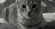 Bonjour joined the competition — help win amazing prizes! cat, tabby_cat, pet, animal, feline, close_up, portrait, black_and_white, monochrome, indoors, couch, furniture, lying_down, front_paws, whiskers, pointed_ears, large_eyes, striped_fur, clock, cozy