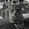 cat, tabby_cat, pet, animal, feline, close_up, portrait, black_and_white, monochrome, indoors, couch, furniture, lying_down, front_paws, whiskers, pointed_ears, large_eyes, striped_fur, clock, cozy