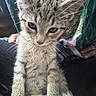 Bonjour joined the competition — help win amazing prizes! cat, kitten, tabby, feline, pet, animal, closeup, portrait, sitting, fur, whiskers, ears, eyes, striped, gray, cream, indoor, held, cute, photography