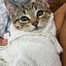 Bonjour is registered to the contest to win money with this photo: cat, kitten, tabby, animal, pet, fur, whiskers, ears, eyes, portrait, close_up, towel, wrapped, held, indoor, cozy, cute, wide_eyed, face, photography