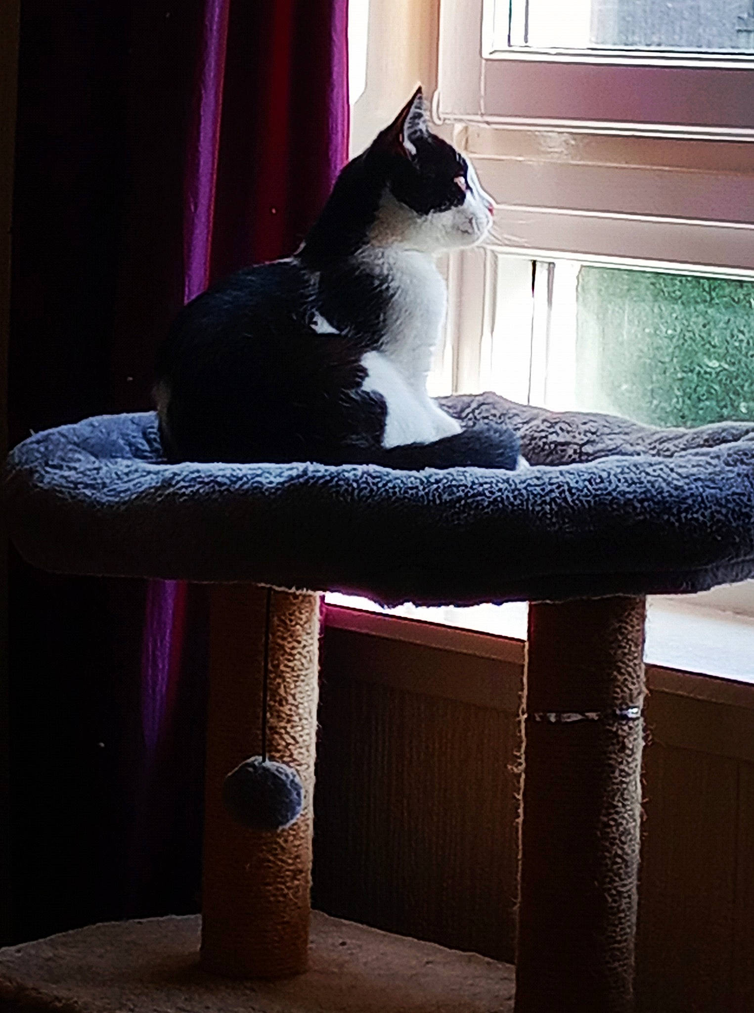 Elijah is registered to the contest to win money with this photo: carnivore, cat, cat_supply, comfort, felidae, grey, hardwood, light, lighting, pedestal, plant, purple, small_to_medium_sized_cats, table, tail, textile, tints_and_shades, whiskers, window, wood