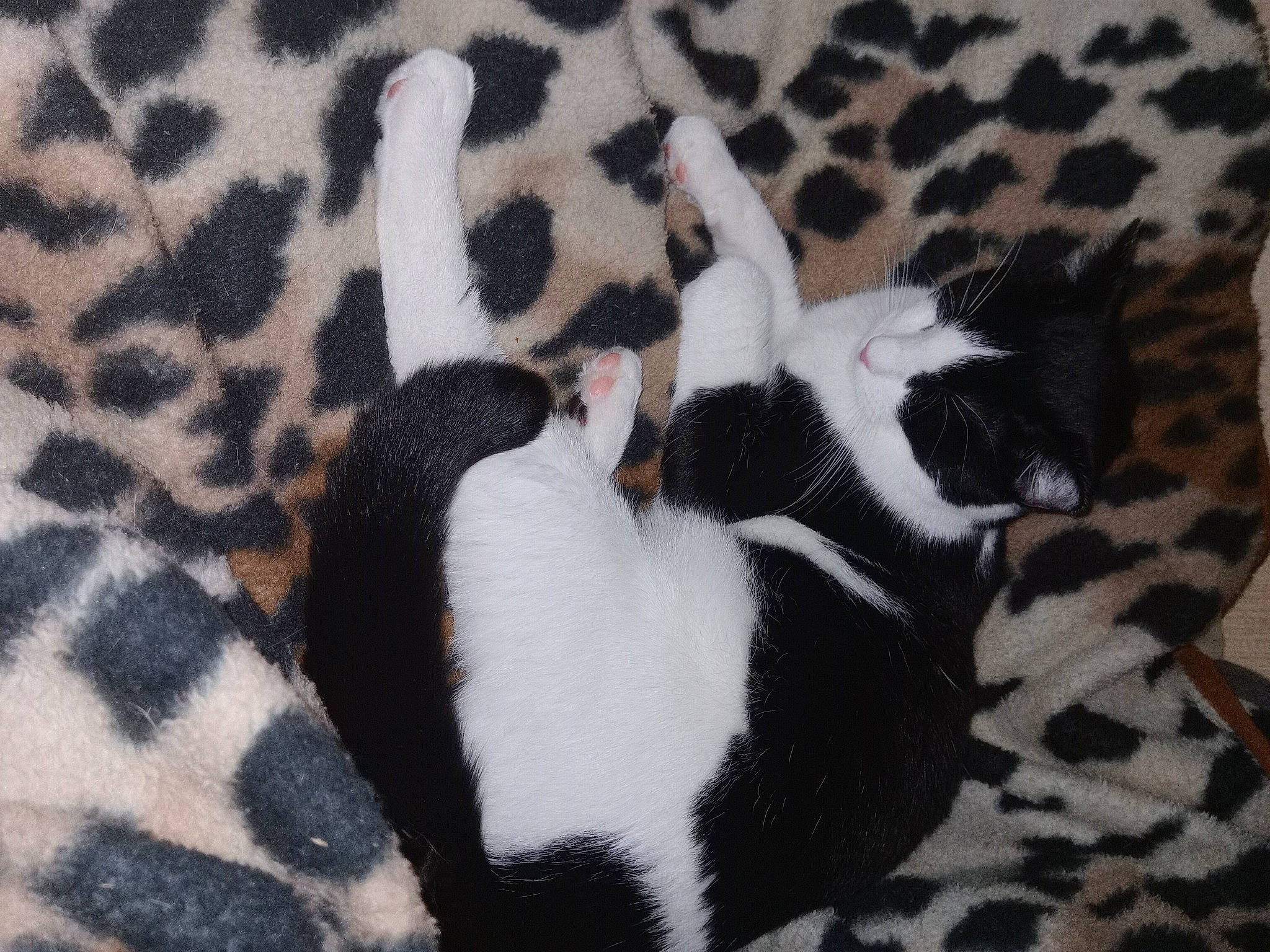 Elijah is registered to the contest to win money with this photo: canidae, cat, comfort, companion_dog, dog_breed, domestic_short_haired_cat, fawn, felidae, fur, linens, nap, pattern, paw, small_to_medium_sized_cats, tail, terrestrial_animal, tree, whiskers