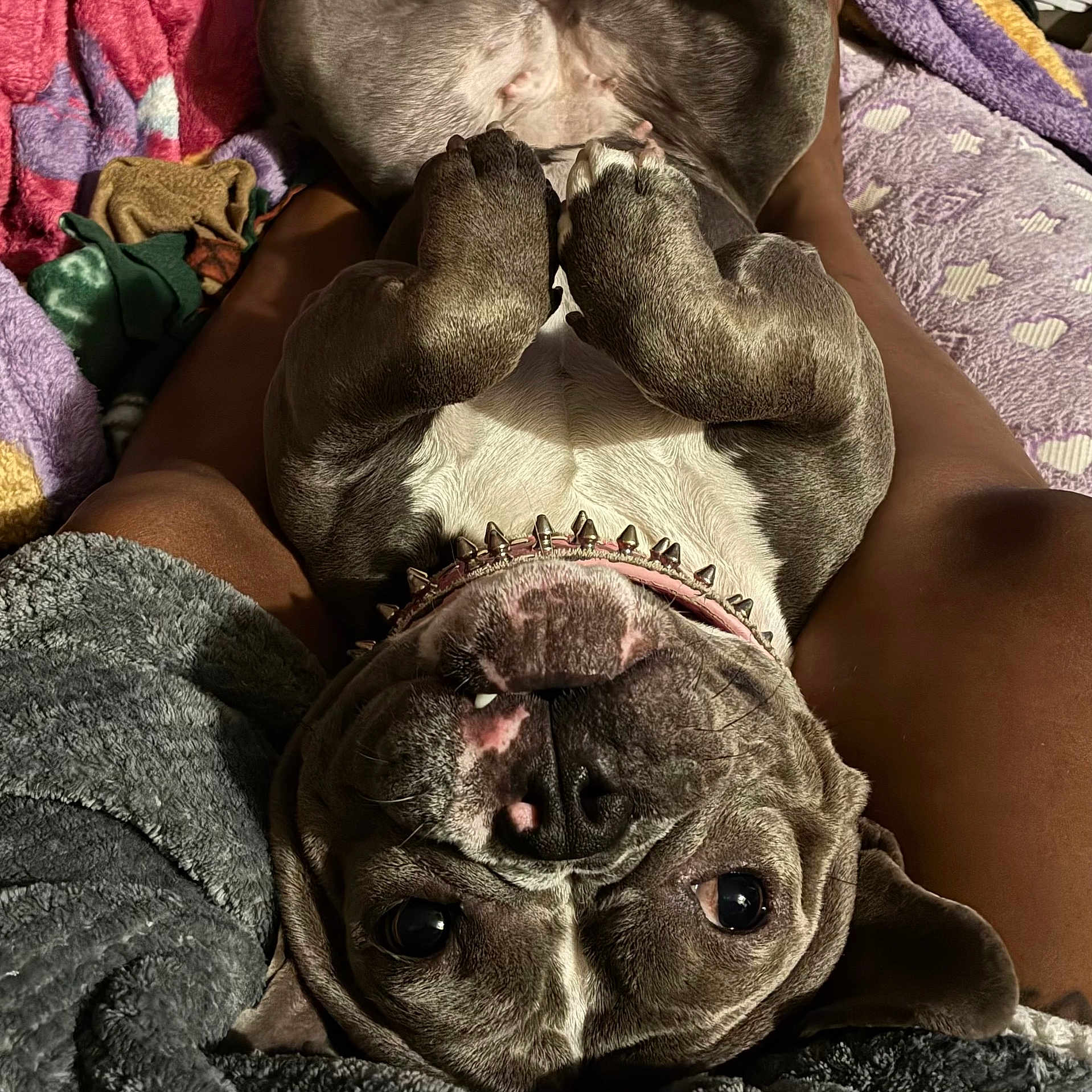 Roxanne is registered to the contest to win money with this photo: dog, upside_down, spiked_collar, pet, brown_skin, blanket, fur, paw, nose, lying_down, relaxed, indoor, cute, animal, companion, human_legs, cozy, close_up, playful, resting