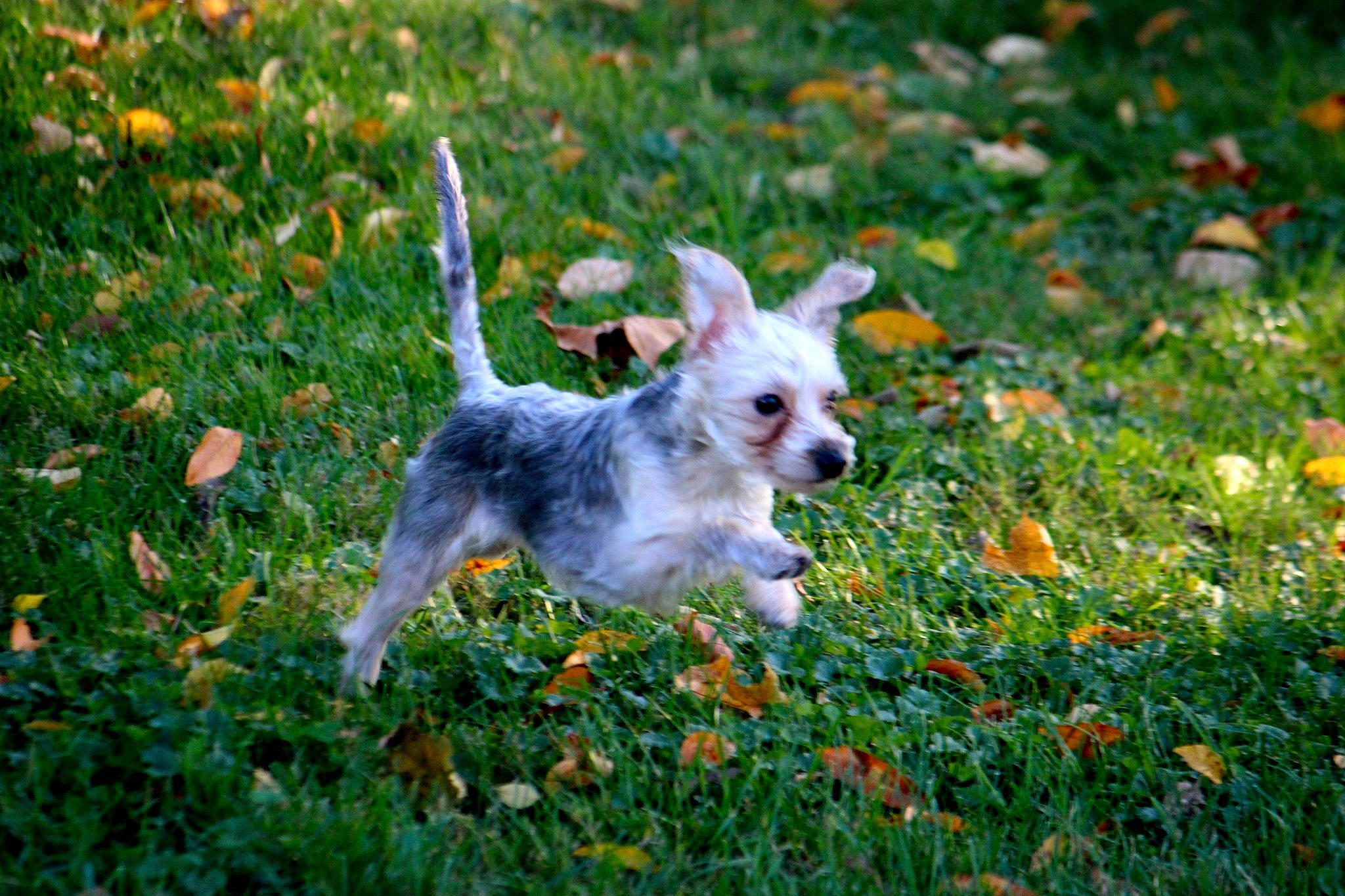 Dani is registered to the contest to win money with this photo: carnivore, companion_dog, dog, dog_breed, fawn, field, flower, grass, grass_family, grassland, groundcover, people_in_nature, petal, plant, small_terrier, snout, sporting_group, tail, terrier, toy_dog