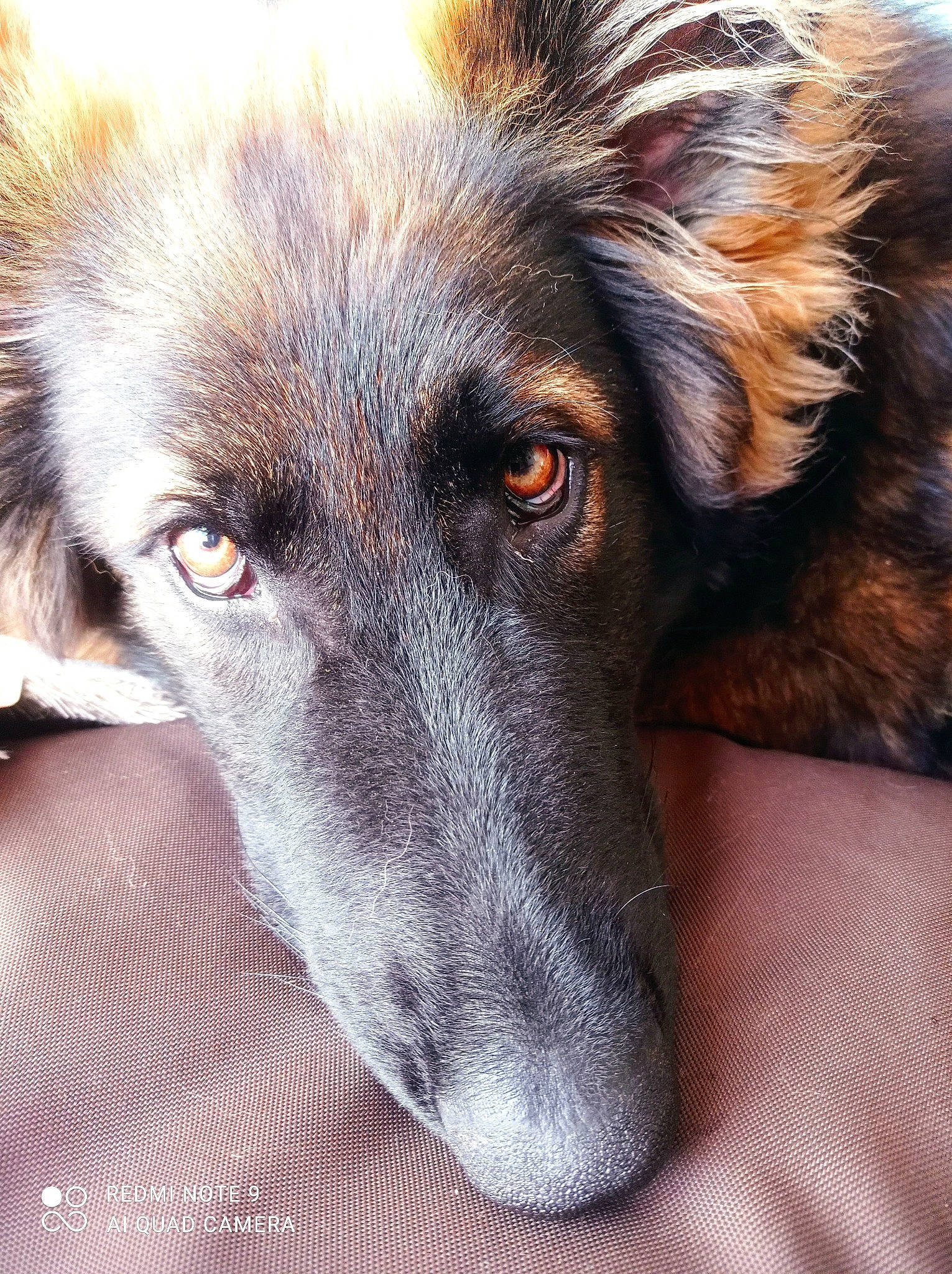 Utah a rejoint le concours — aidez-le/la à gagner de superbes lots ! ancient_dog_breeds, canidae, carnivore, companion_dog, dog, dog_breed, ear, eye, fur, herding_dog, jaw, old_german_shepherd_dog, snout, sporting_group, street_dog, terrestrial_animal, whiskers, working_animal, working_dog