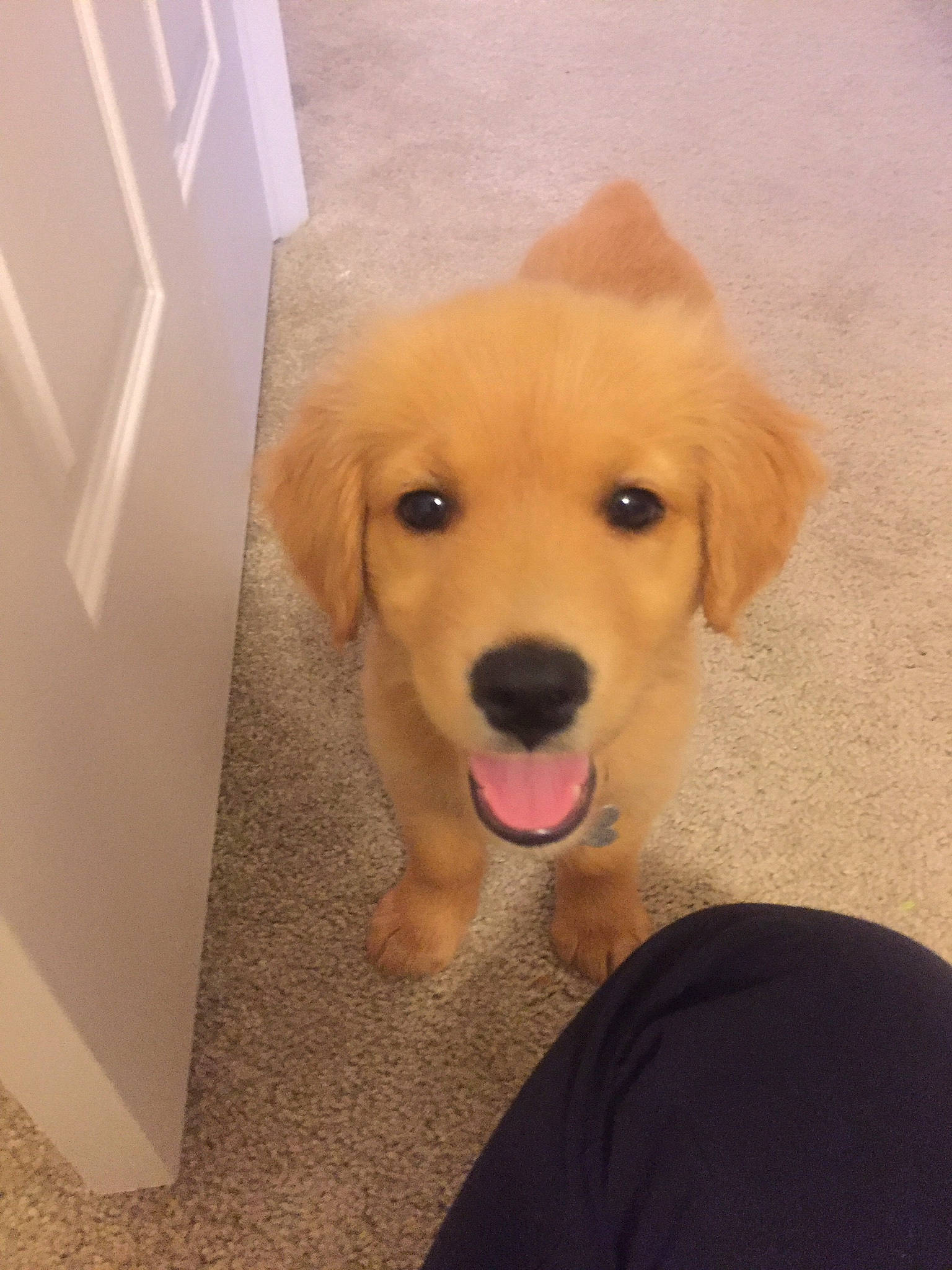 Brinkley is registered to the contest to win money with this photo: beagador, canidae, carnivore, companion_dog, dog, dog_breed, fawn, golden_retriever, labrador_retriever, mammal, nose, puppy, retriever, small_greek_domestic_dog, snout, sporting_group, vertebrate