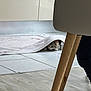 Paillette a rejoint le concours — aidez-le/la à gagner de superbes lots ! cat, kitten, rug, hiding, peeking, floor_tile, chair_leg, wooden_leg, indoor, kitchen_cabinet, tile_floor, carpet, paw, whiskers, pet, playful, home_interior, furniture, cozy, domestic