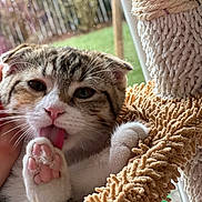 Paillette a rejoint le concours — aidez-le/la à gagner de superbes lots ! cat, kitten, paw, pink_paw_pads, licking, tongue, whiskers, fur, close_up, pet, cat_tree, scratching_post, window, backyard, grass, cozy, soft_texture, playful, cute, indoor