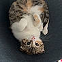 Paillette a rejoint le concours — aidez-le/la à gagner de superbes lots ! cat, kitten, pet, feline, tabby, calico, paws, whiskers, eyes, fur, cute, relaxed, lying_down, upside_down, chair, upholstery, indoor, home, floor, furniture