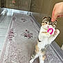 cat, kitten, calico_cat, pet, hand, toy, hair_tie, rug, runner, kitchen, cabinet, tile_floor, standing, paws, whiskers, playful, indoor, reflection, curious, close_up