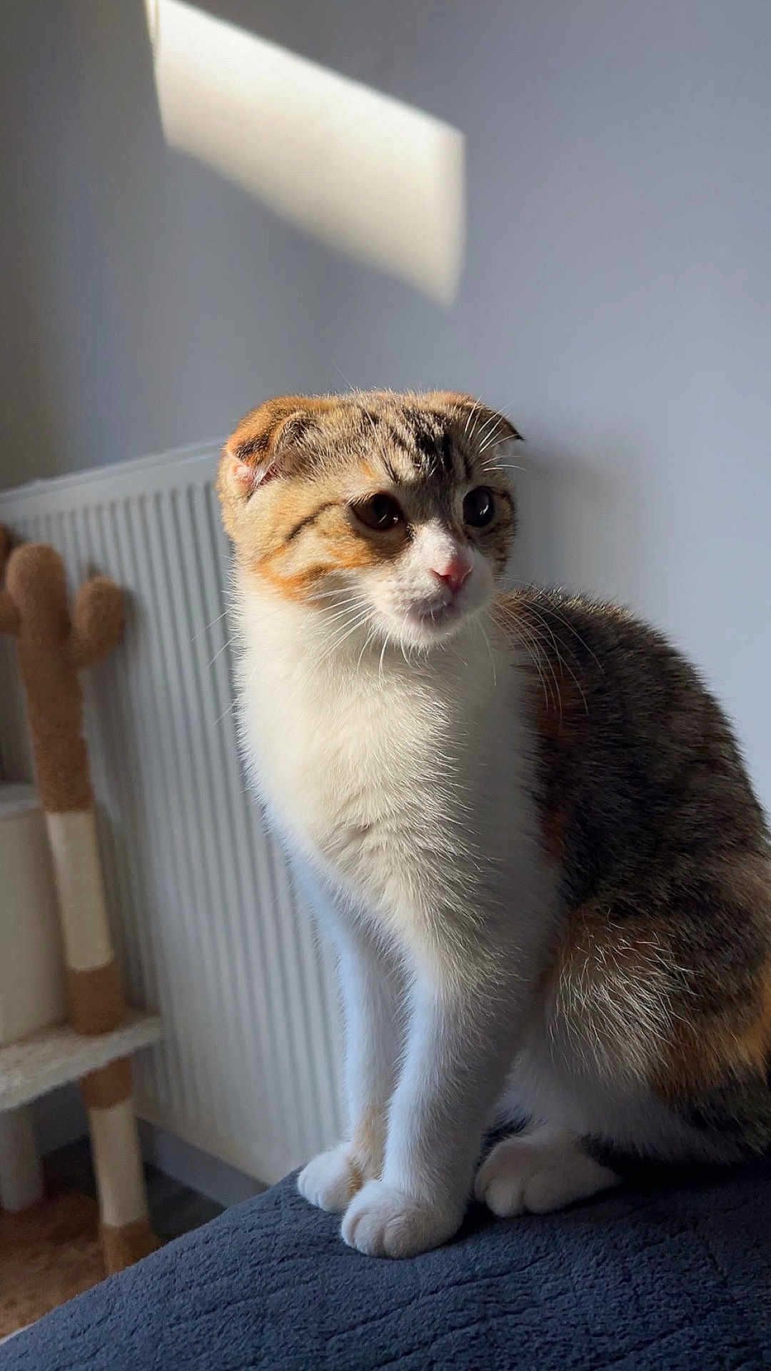 Paillette a rejoint le concours — aidez-le/la à gagner de superbes lots ! cat, kitten, pet, indoor, sunlight, shadow, radiator, cat_tree, paws, fur, portrait, whiskers, cozy, sitting, gaze, window_light, domestic, cute, blanket, ears