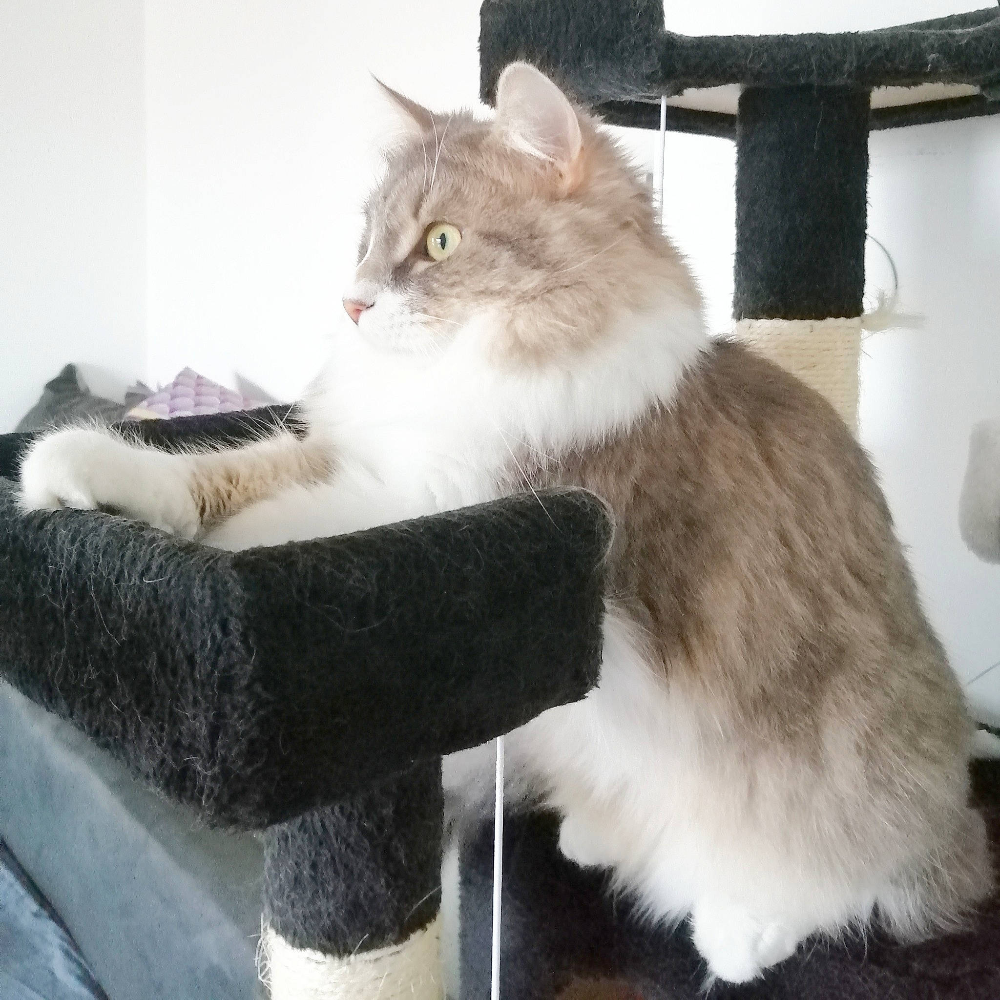 Hawaï participe au concours pour gagner de l'argent avec cette photo : british_longhair, carnivore, cat, claw, comfort, domestic_short_haired_cat, fawn, felidae, fur, paw, plant, sitting, small_to_medium_sized_cats, snout, tail, tree, whiskers, window, wood