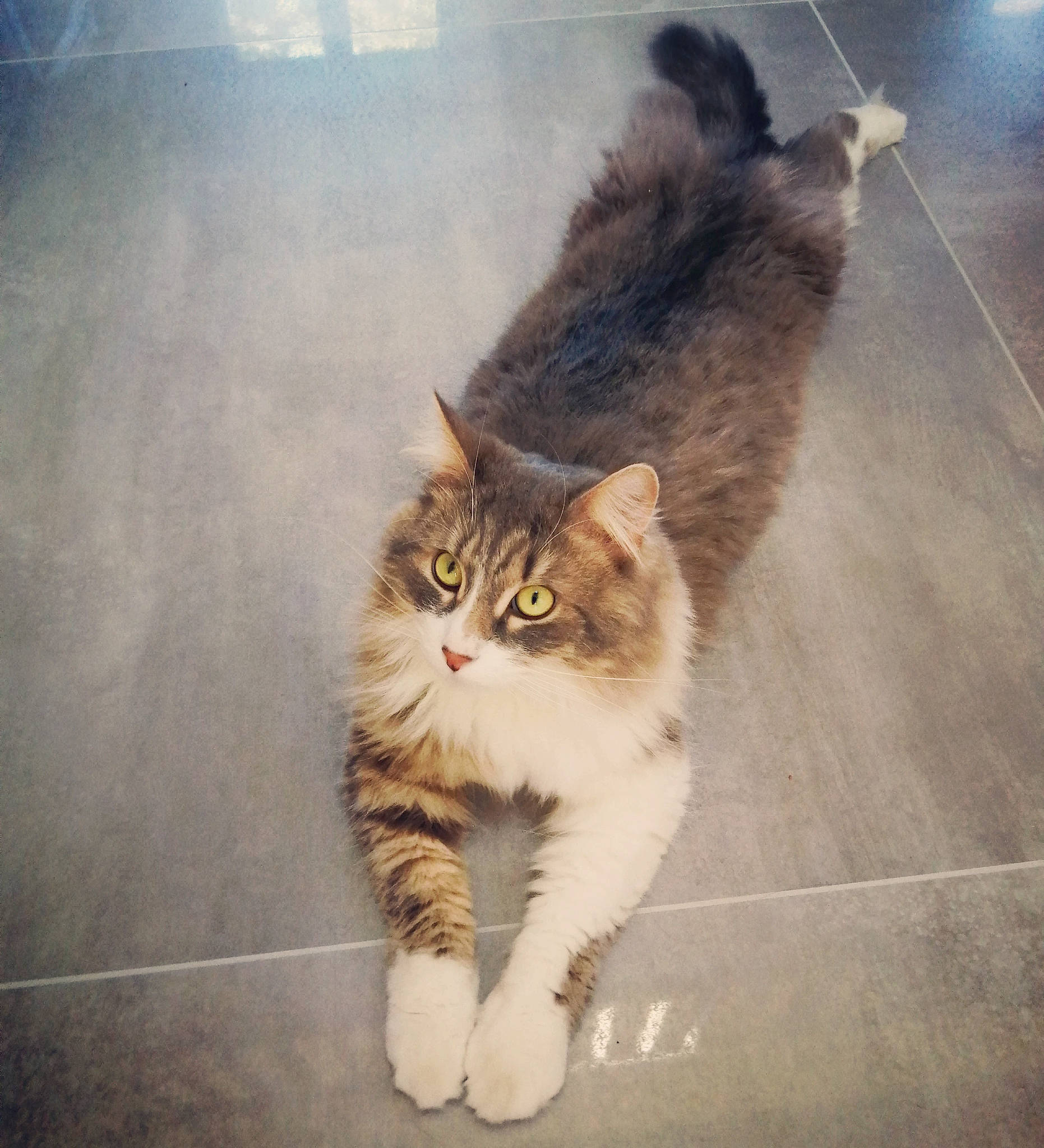 Hawaï participe au concours pour gagner de l'argent avec cette photo : asphalt, carnivore, cat, claw, domestic_short_haired_cat, eye, felidae, floor, flooring, fur, grey, human_leg, paw, road_surface, small_to_medium_sized_cats, snout, tail, whiskers, window, wood