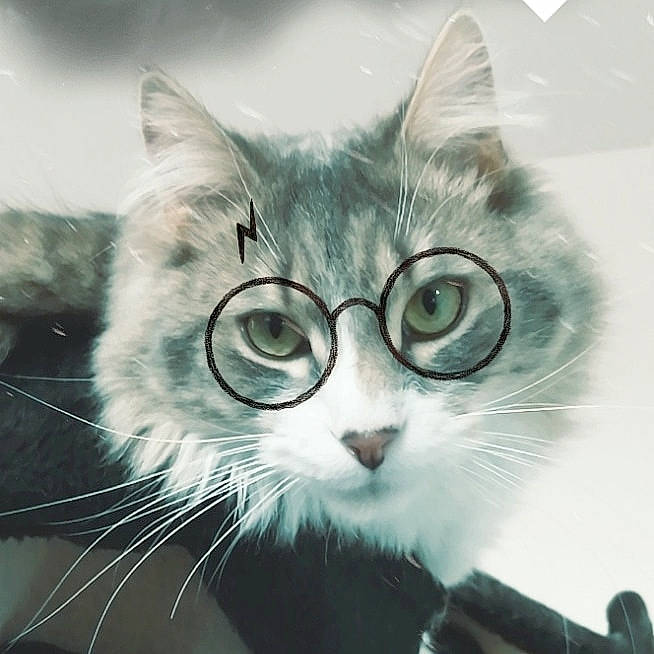 Hawaï participe au concours pour gagner de l'argent avec cette photo : carnivore, cat, domestic_short_haired_cat, eyewear, felidae, fur, glasses, head, monochrome, monochrome_photography, paw, small_to_medium_sized_cats, snout, square, tail, terrestrial_animal, vision_care, whiskers