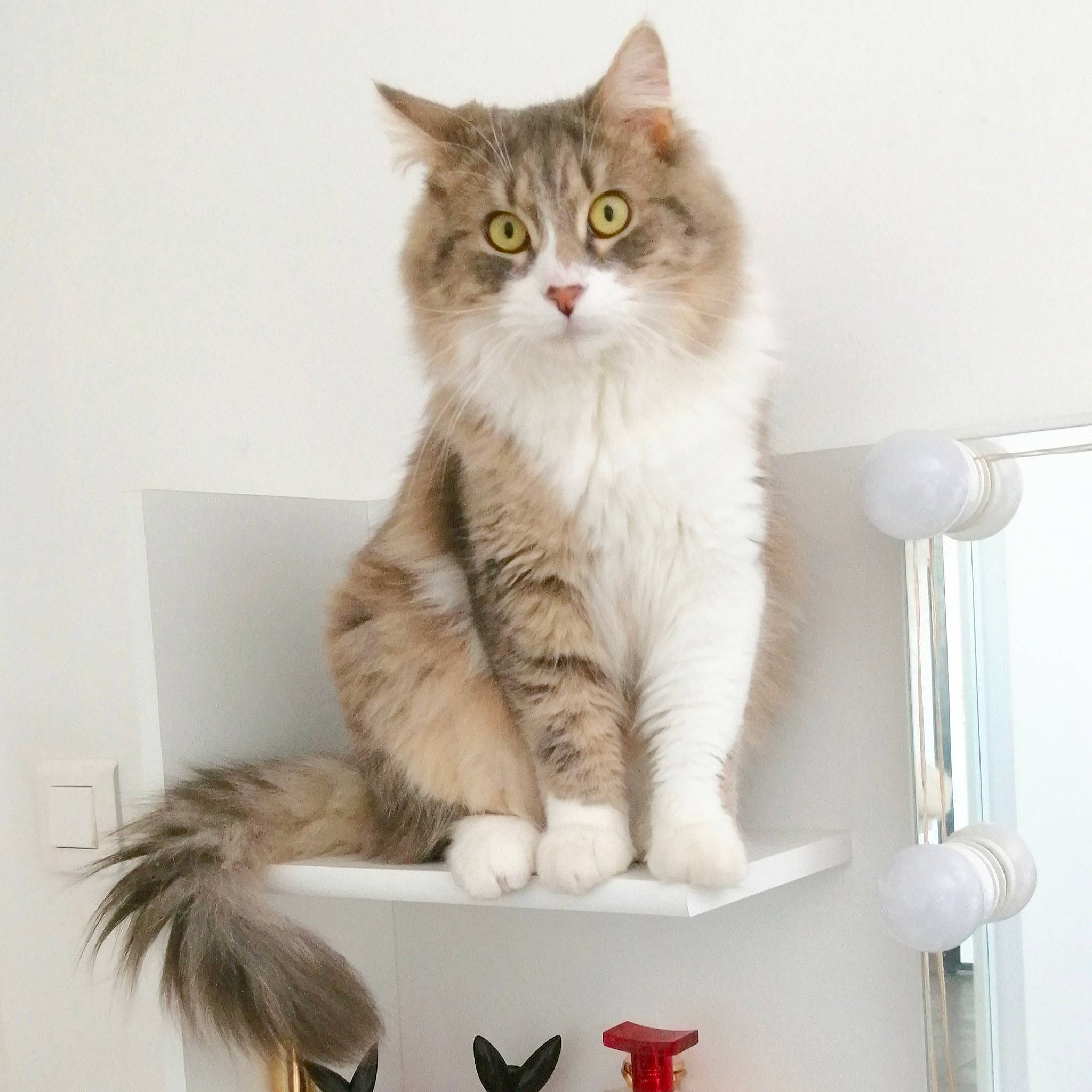 Hawaï a rejoint le concours — aidez-le/la à gagner de superbes lots ! british_longhair, carnivore, cat, coffee_cup, comfort, cup, domestic_short_haired_cat, felidae, fur, mug, paw, rectangle, serveware, sitting, small_to_medium_sized_cats, snout, tail, whiskers, window