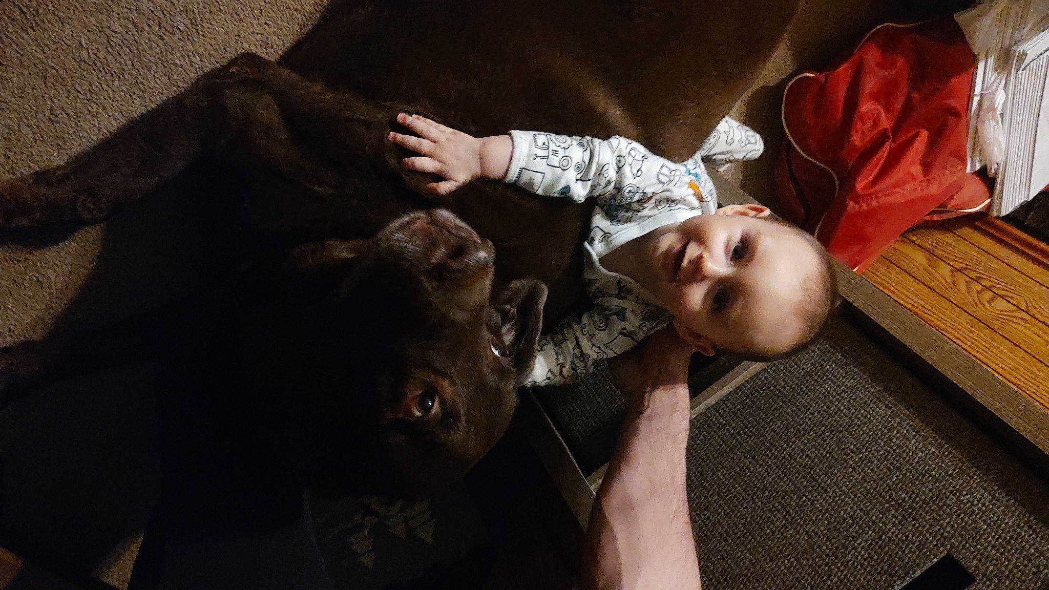 Odin joined the competition — help win amazing prizes! baby, baby_toddler_clothing, child, comfort, dog_breed, fur, human, joy, person, skin, working_animal