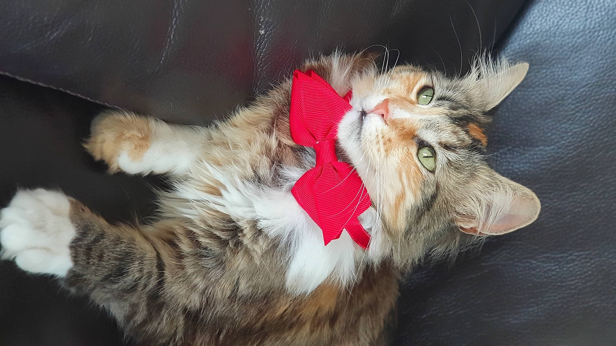 Rajah participe au concours pour gagner de l'argent avec cette photo : carnivore, cat, claw, domestic_short_haired_cat, ear, fawn, felidae, fur, paw, small_to_medium_sized_cats, snout, tail, whiskers