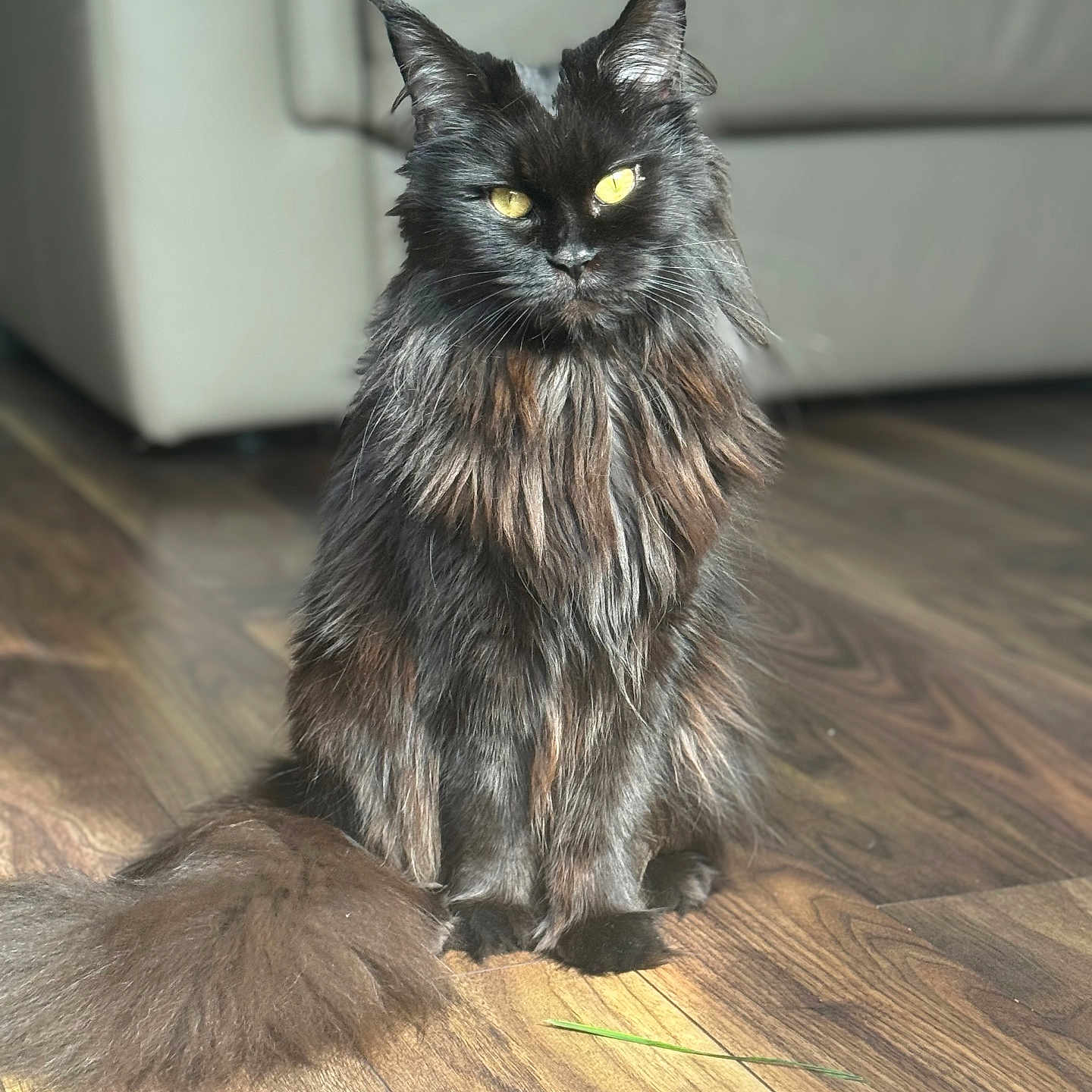 Tscarlet a rejoint le concours — aidez-le/la à gagner de superbes lots ! animal, black_fur, blurred_background, brown_fur, cat, couch, cozy, ears, feline, fluffy, fur, indoor, long_hair, natural_light, pet, portrait, sitting, tail, wooden_floor, yellow_eyes