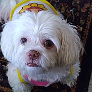 Jasmine is registered to the contest to win money with this photo: dog, white_dog, fluffy, small_dog, pet, cute, outfit, clothing, sunflower, patterned_rug, indoor, looking_up, fur, animal, companion, adorable, closeup, portrait, floor, domestic_animal