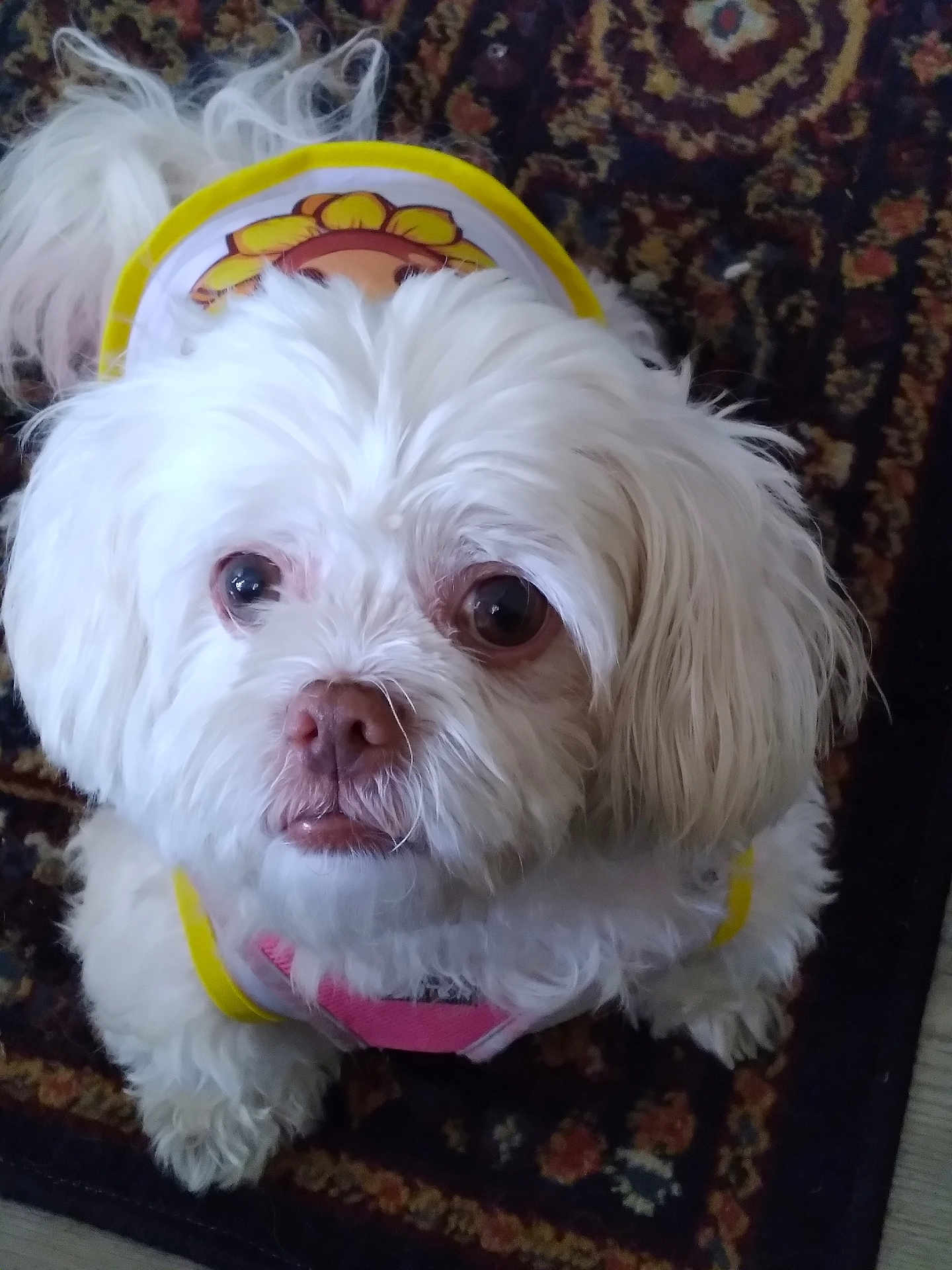 Jasmine is registered to the contest to win money with this photo: dog, white_dog, fluffy, small_dog, pet, cute, outfit, clothing, sunflower, patterned_rug, indoor, looking_up, fur, animal, companion, adorable, closeup, portrait, floor, domestic_animal