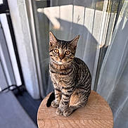 Antonio joined the competition — help win amazing prizes! animal, balcony, cat, close_up, curtains, cute, domestic_cat, ears, eyes, feline, fur, indoor, looking, pet, sitting, striped, tabby_cat, whiskers, wooden_stool, young_cat