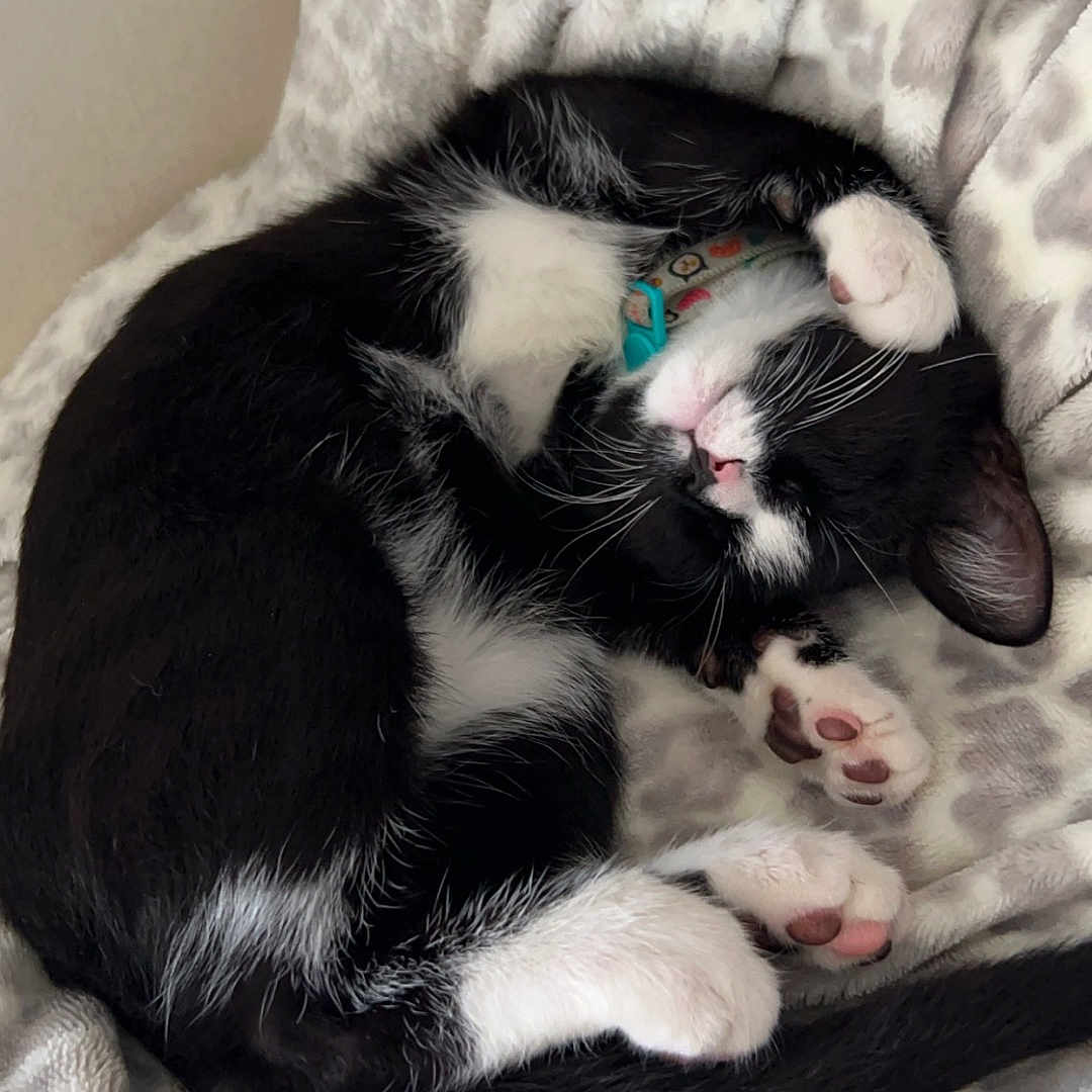 Leo is registered to the contest to win money with this photo: abyssinian, animal, bed, bedroom, blanket, canine, cat, couch, cushion, dog, furniture, homedecor, indoors, kitten, manx, person, pet, quilt, room, sleeping