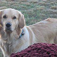 Abigail is registered to the contest to win money with this photo: dog, golden_retriever, grass, flowers, outdoor, pet, animal, nature, collar, canine, fur, mammal, portrait, looking, daylight, garden, plant, ears, snout, domestic