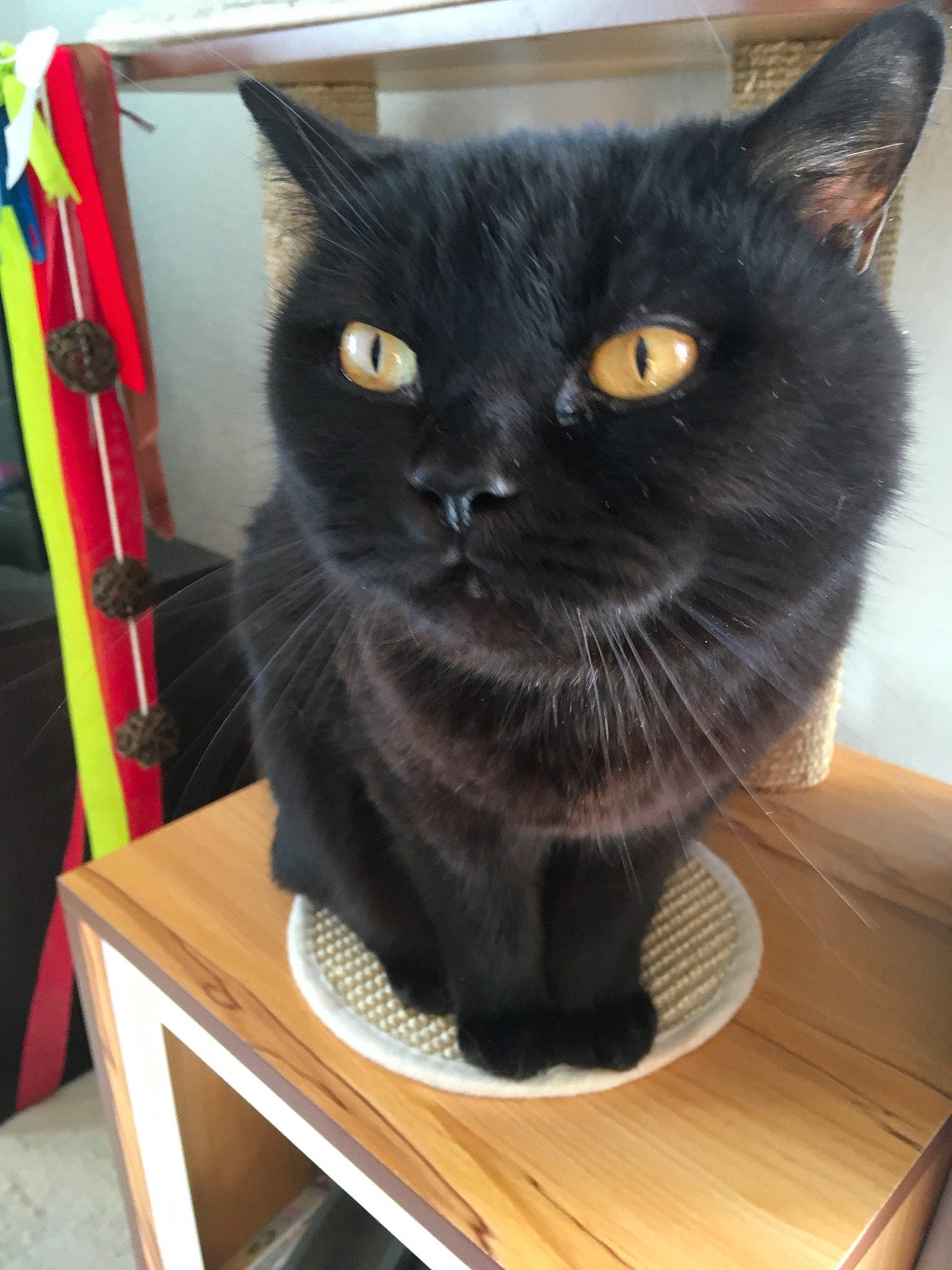 Inuts a rejoint le concours — aidez-le/la à gagner de superbes lots ! asian, black_cat, bombay, british_shorthair, carnivore, cat, chartreux, domestic_long_haired_cat, domestic_short_haired_cat, felidae, korat, mammal, nebelung, small_to_medium_sized_cats, vertebrate, whiskers