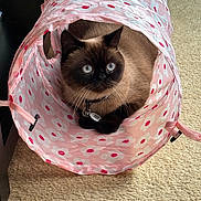 Ace joined the competition — help win amazing prizes! cat, blue_eyes, pink_tunnel, fluffy, indoor, carpet, pet, animal, cute, curious, collar, tag, feline, resting, domestic, cozy, playful, closeup, mammal, whiskers