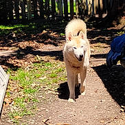 Avalanche Jr. is registered to the contest to win money with this photo: dog, outdoor, path, sunlight, fence, leaves, tree, shadow, grass, animal, pet, walking, nature, daylight, curious, canine, fur, tail, ears, garden
