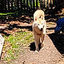 dog, outdoor, path, sunlight, fence, leaves, tree, shadow, grass, animal, pet, walking, nature, daylight, curious, canine, fur, tail, ears, garden