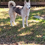 Cherokee joined the competition — help win amazing prizes! husky, dog, blue_eyes, standing, backyard, grass, sunlight, shadow, fence, outdoor, pet, animal, curled_tail, fur, nature, daylight, alert, plastic_bottle, ground, leaf_litter