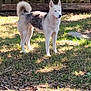 husky, dog, blue_eyes, standing, backyard, grass, sunlight, shadow, fence, outdoor, pet, animal, curled_tail, fur, nature, daylight, alert, plastic_bottle, ground, leaf_litter